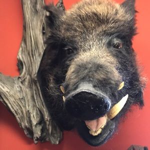 Meet your Posher, Casey